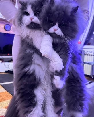 Gatti persiano