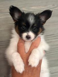Ultimo cucciolo Papillon