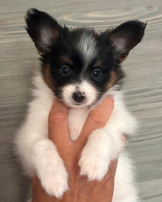 Ultimo cucciolo Papillon