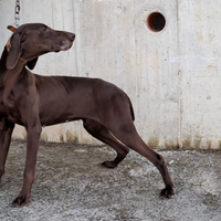 Bracco per tartufo con pedigree