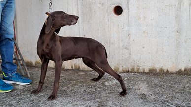 Bracco per tartufo con pedigree