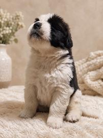 Cuccioli di San Bernardo