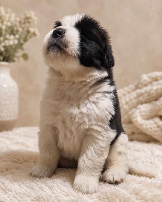 Cuccioli di San Bernardo
