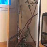  Terrari in buone condizioni, ideali per 