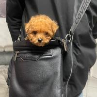 Barboncini mini toy maschio e femmina