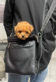 Barboncini mini toy maschio e femmina