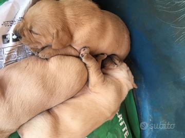 Labrador