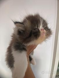 Gatto persiano