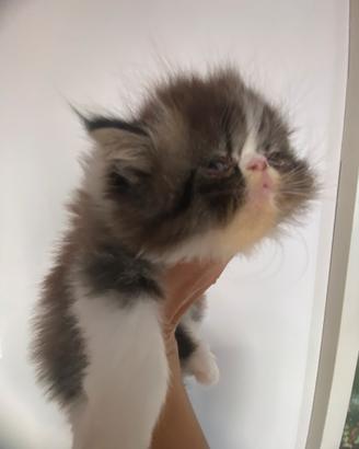 Gatto persiano