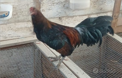 Gallo