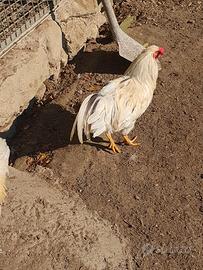 GALLI