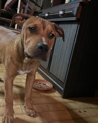 Cuccioli di pitbull
