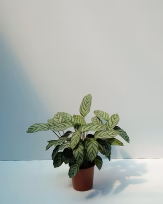 Ctenanthe burle-marxii — foglie a spina di pesce