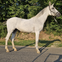 Cavalla