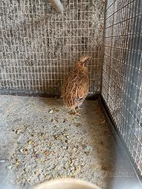 Coppia quaglie