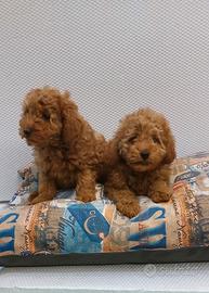 Cuccioli di barboncini