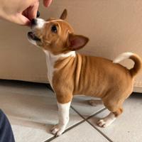 Cucciolo maschio Basenji