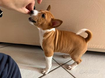 Cucciolo maschio Basenji