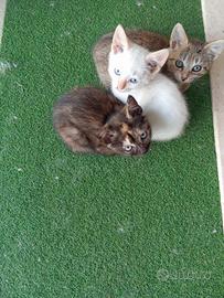 Gatti da adottare