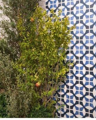 Piastrella 20x20 Sole 03 Lucido Sant'Agostino