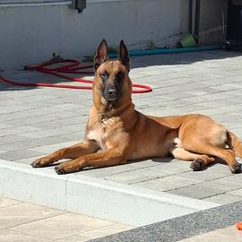 Pastore belga malinois stallone