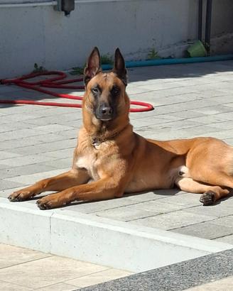 Pastore belga malinois stallone