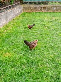 Gallinelle americanine