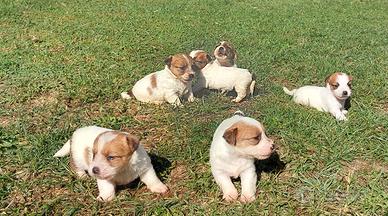 Juck russel terrier