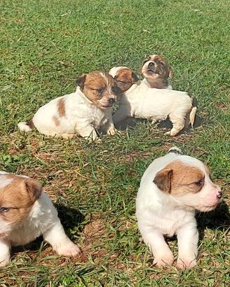 Juck russel terrier