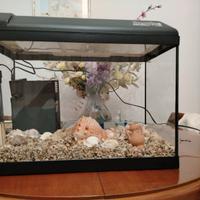 Acquario