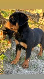 Cuccioli di Rottweiler