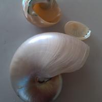 oggetti madreperla 
