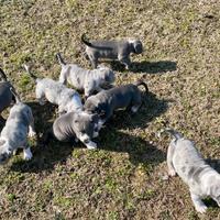 American bully cuccioli