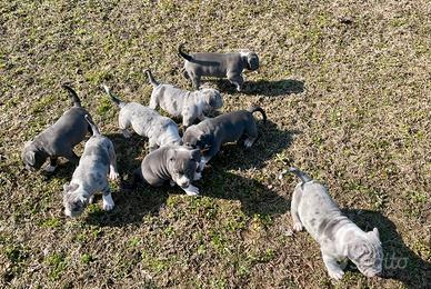 American bully cuccioli