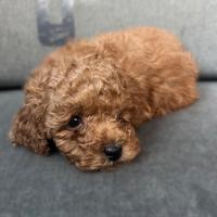 Cuccioli di barboncino