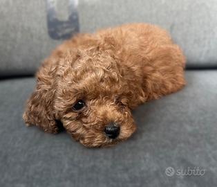 Cuccioli di barboncino