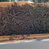 Famiglie di api e sciami da 3 a 10 telai