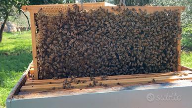 Famiglie di api e sciami da 3 a 10 telai