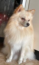 Spitz Tedesco