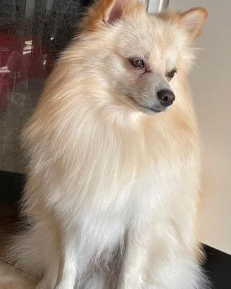 Spitz Tedesco