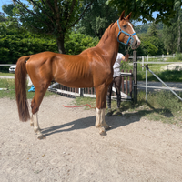 Stallone Zanghersheide