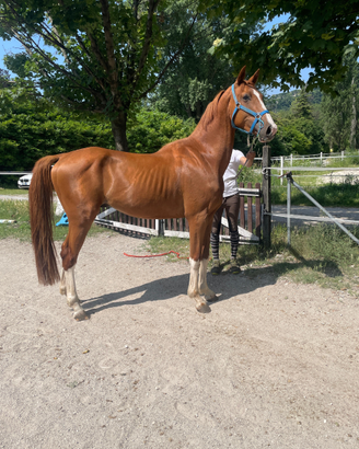 Stallone Zanghersheide