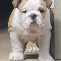 Bulldog inglese