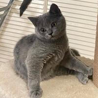 Gattina Scottish Straight