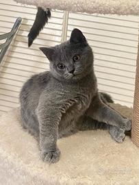 Gattina Scottish Straight