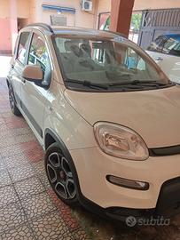 panda ibrida 