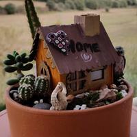 Casetta in miniatura con piantine grasse 