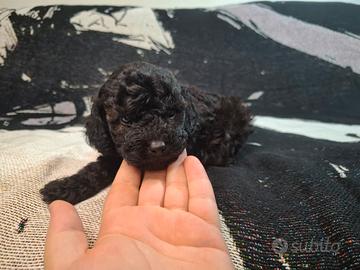 Barboncini toy maschie