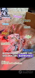 Golden Retriever linea americana 