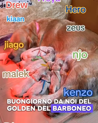 Golden Retriever linea americana 